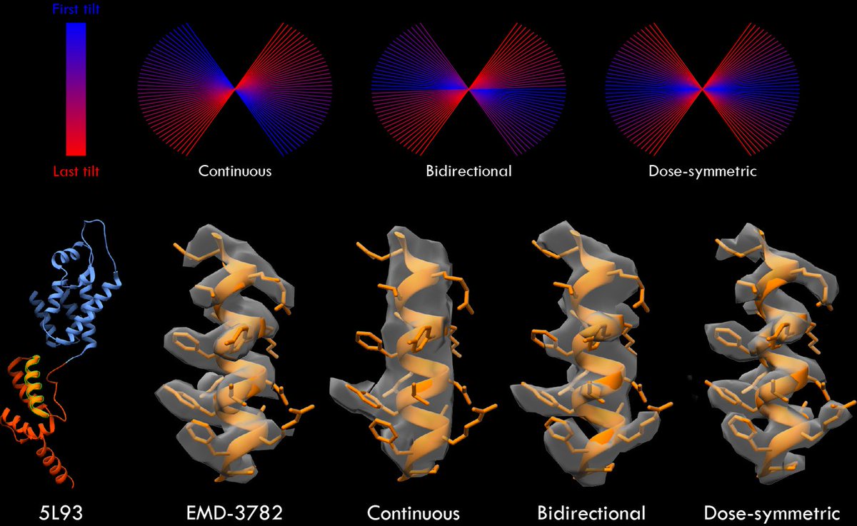 Beck_Laboratory's tweet photo. Our paper on benchmarking tilt-series,  spearheaded by twitterless turonova (Beata) &amp; @WimJHH , is now online on @NatureComms 
https://t.co/imtOZX1gJW
 @wronghandedness @Christ_Zimmerli 
@embl @MPIBP
 
#cryoET #subtomogramaveraging #HighResolution https://t.co/brawKYEcKj