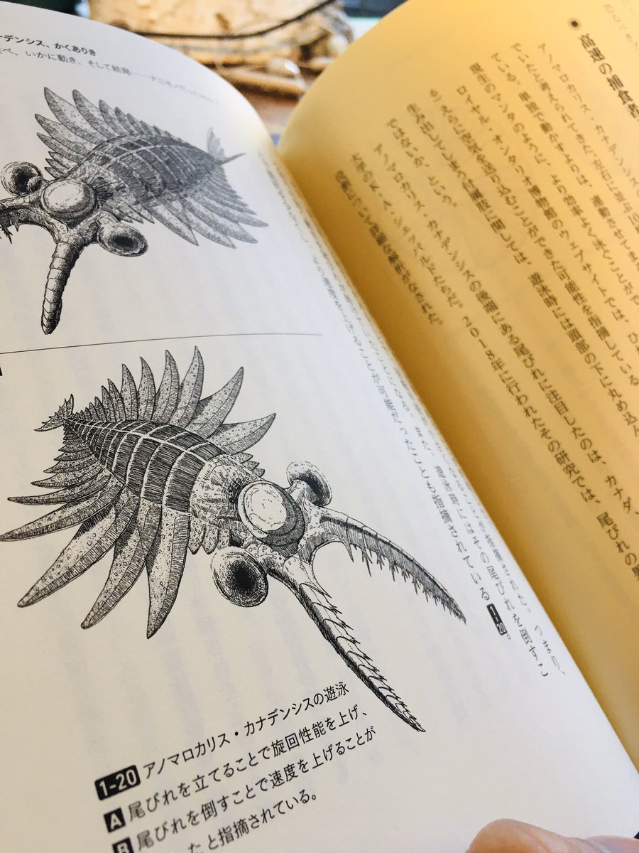 土屋先生の #アノマロカリス解体新書 遂に発売です。発見以来何度も大きく想像図を変えてきた博物史や今までの常識と現在の学説解説、現在分かっている多種多様なアノマロカリスのなかまや同時期に存在した様々な古生物の紹介、メディア利用などなど書ききれませんが大変なてんこもり本となり文字数 