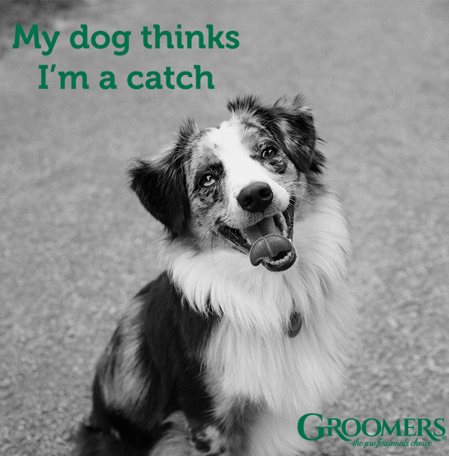 Letting everyone know ... 😜 

#Groomersonline #groomers #groominguk #lifeofagroomer #thoughtfulthursdays #quotes #cutedogs #lovemydog #dogslife #lifeofpets #groominguk #lovegrooming #doggrooming