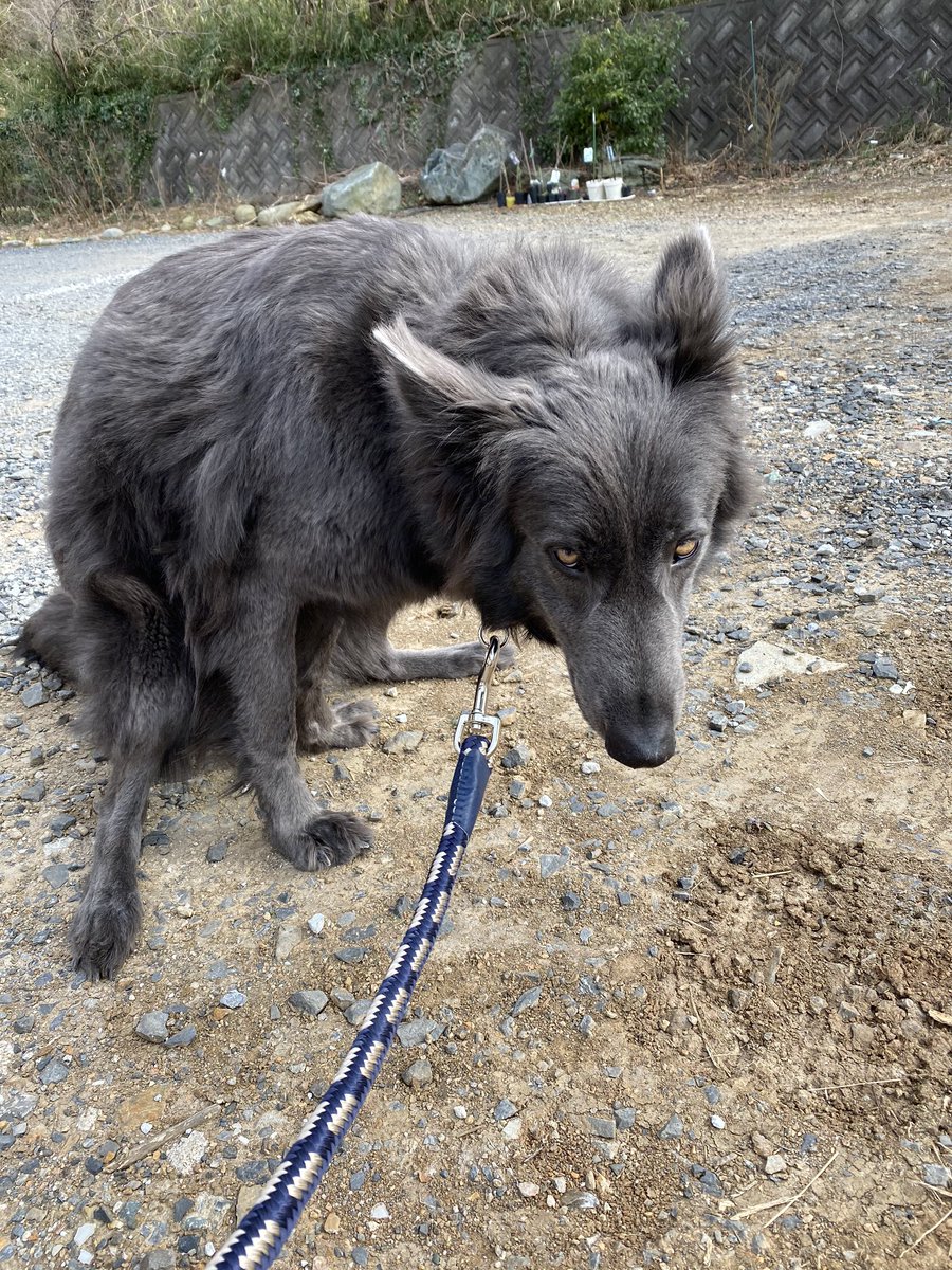 ローズウルフ 愛犬がウンピをしてる姿を撮影してしまうのは私だけですか ウルフドッグ 狼犬 ティンバーシェパード シェパードミックス 雑種犬 T Co Lk6bypvq51 Twitter ローズウルフ 愛犬がウンピをしてる姿を撮影してしまうのは私だけですか ウルフドッグ 狼犬 ティンバーシェパード シェパードミックス 雑種犬 T Co Lk6bypvq51 Twitter