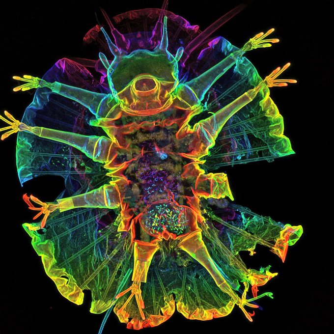 This is what the inside of a tardigrade looks like bit.ly/MsST03