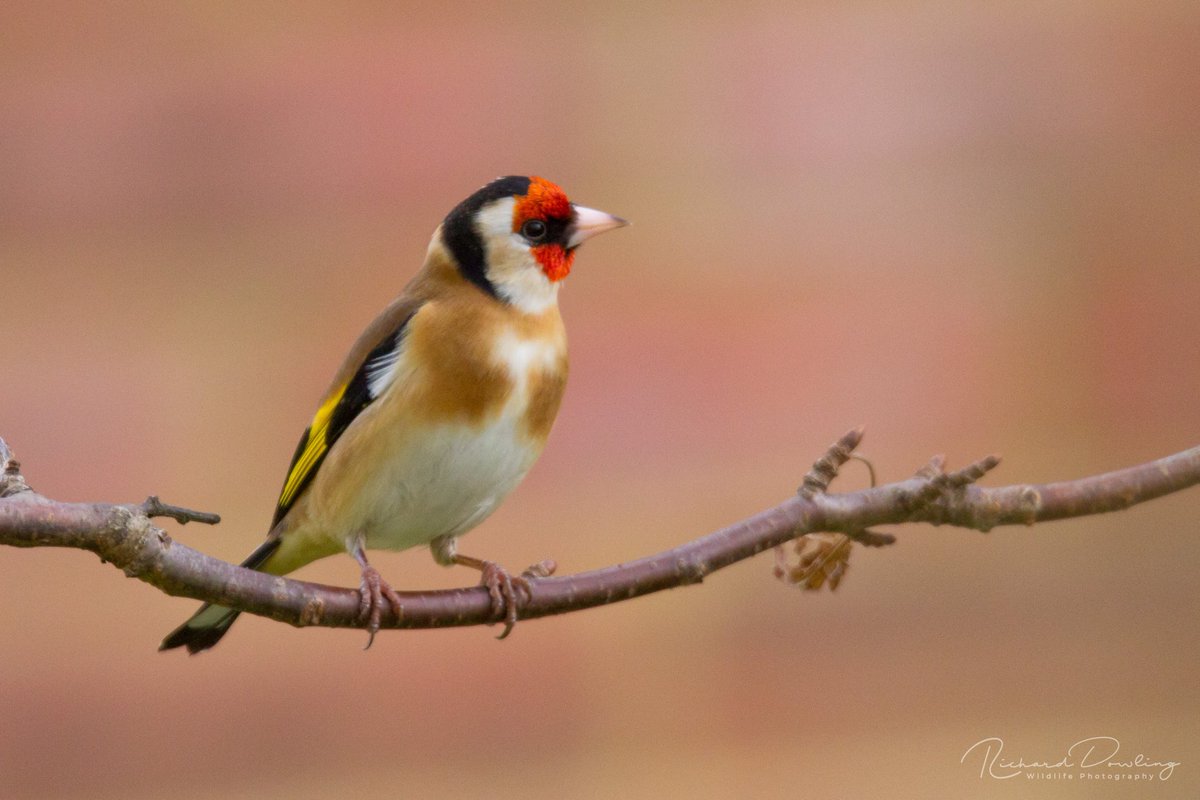 They eat me out of house & home, but its worth it! 
#EuropeanGoldfinch #Goldfinch #rspb_love_nature #RSPB #birds #birds_adored #birdsoftwitter #wildlife_photography #wildlife #wildlifephotography #Nature #naturephotography #BTO #gardenbirds #uk_wild #uknature #BigGardenBirdWatch