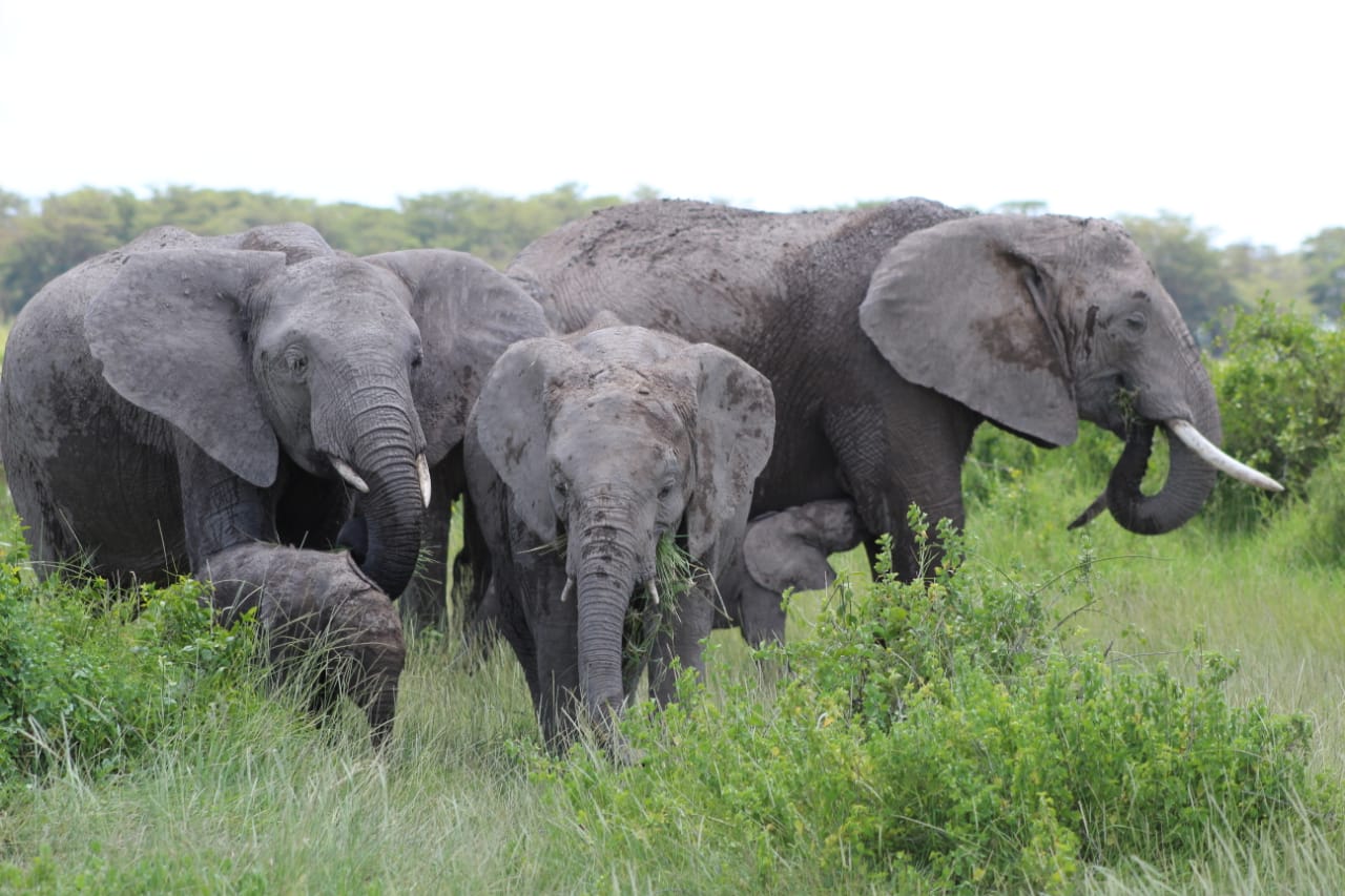 Miss Angelina, The Elephant Gives Birth to Rare Twins in Amboseli, Kenya 