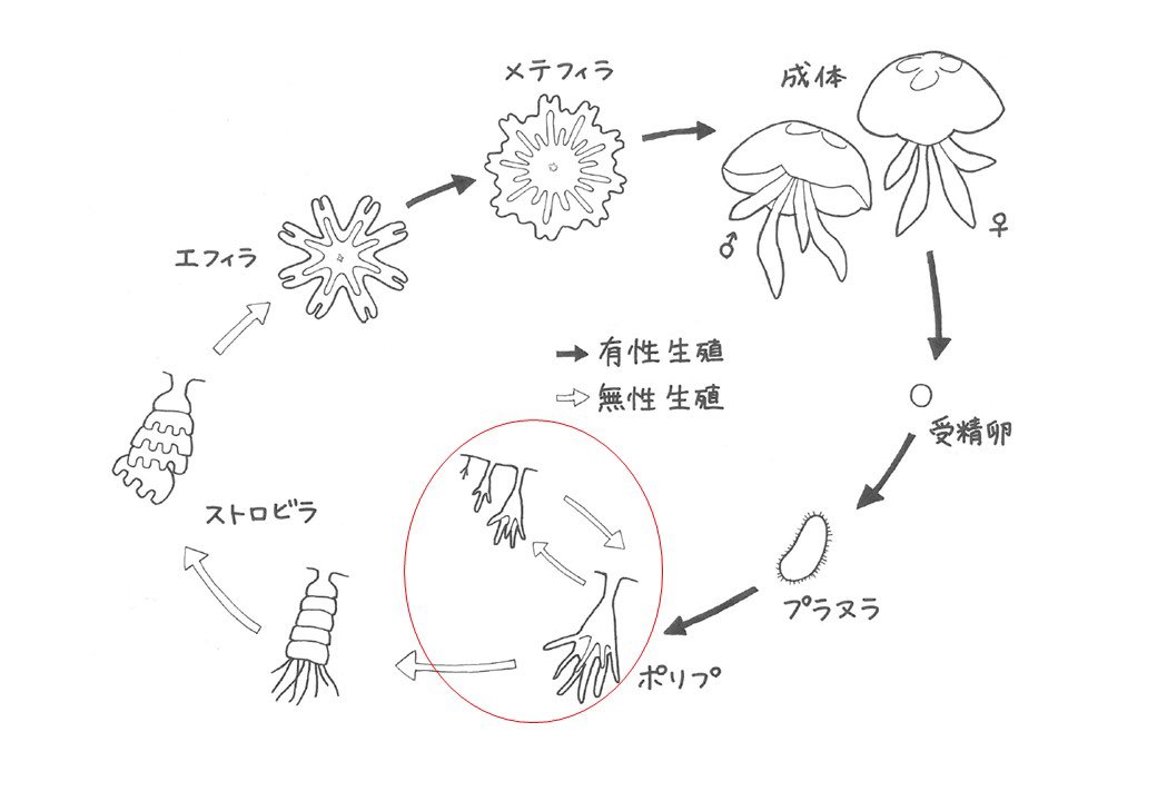 鶴岡市立加茂水族館 En Twitter よくある質問 Q ポリプって何 A クラゲの一生の中で クラゲになる前の状態のことです 条件が合えば クラゲを作り出しますが 合わなければポリプのままです 加茂水族館では ポリプを種類別に管理しており 多数のクラゲを常時