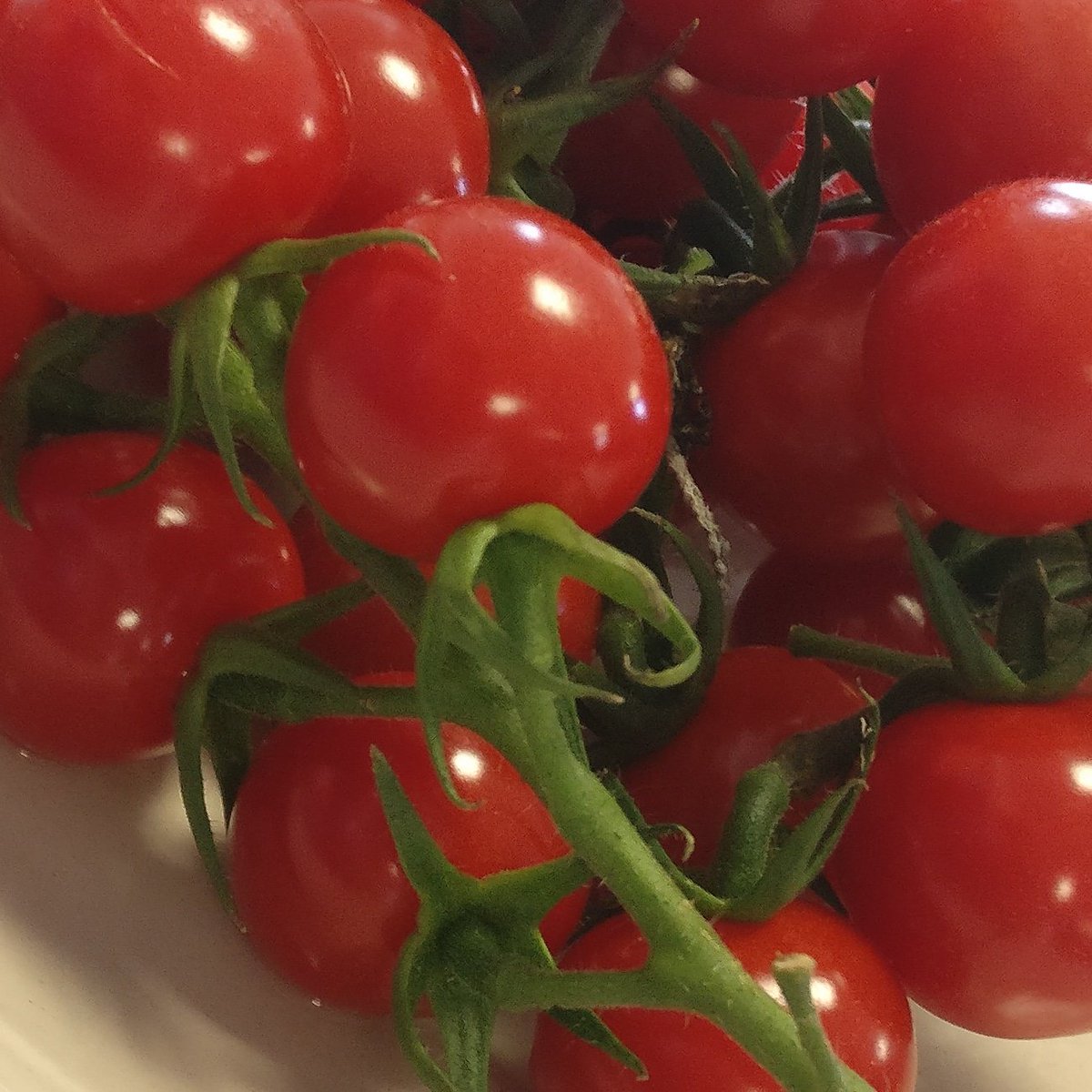 GreencoNL tweet media