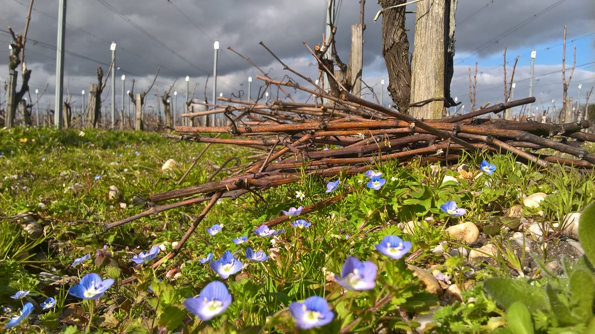 INRAE_UEVB's tweet photo. Poids de bois de taille printanier !!!!
#GreffAdapt
@UMREGFV @INRAE_NA_BDX @isvv_bordeaux https://t.co/tJj9Hb8Po3