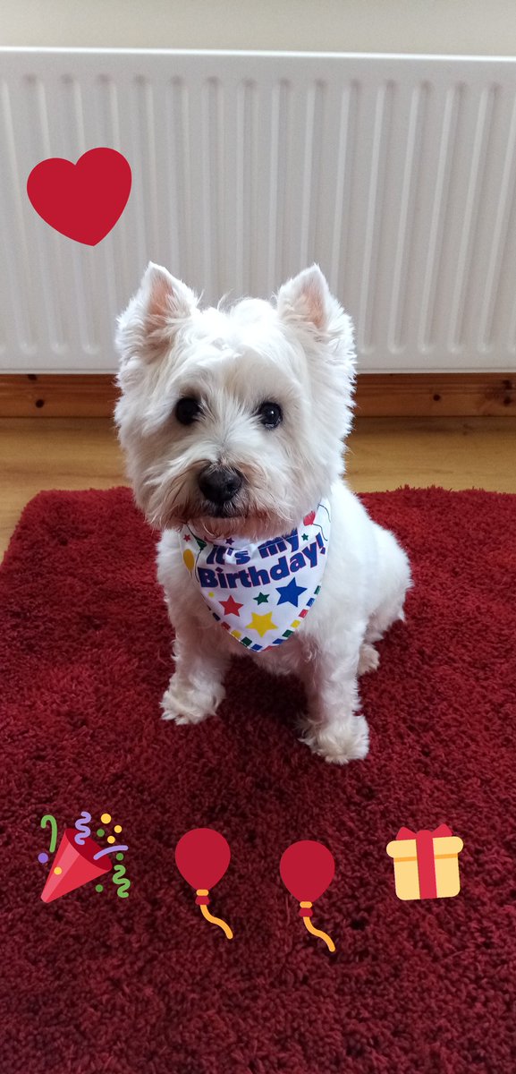 Veronicahallis1's tweet photo. It's my burfday today 😊 iz 12 years young. Wonder wot my mum haz planned for me today. 🤔 #ZSHQ #ZZST #theruffriderz https://t.co/FfWp1Y6TRT