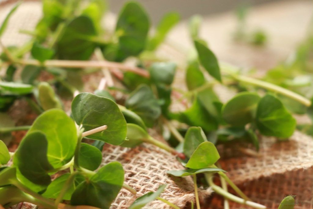 ItSustainable's tweet image. When presented with a Deluxe Microgreen Grow Kit from @TrueLeafMarket we had to compare which is best.. #hydroponics or #soil   Find out our preferences 👇 #grow #healthy #food #healthydiet #healthyeating #organicfood @ispyablog buff.ly/39zc6sh