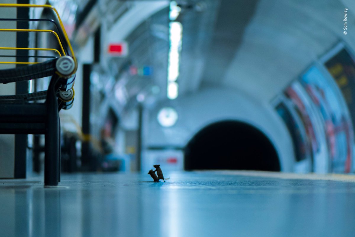 KindPeoplePR's tweet image. The winner of the Wildlife Photographer of the Year People's Choice award. Sam Rowley spent a week down the London underground trying to picture its tiny residents &amp;amp; captured an image of two mice fighting over a food. 🐭 Image: Courtesy of @samrowleywild Congratulations #artpr