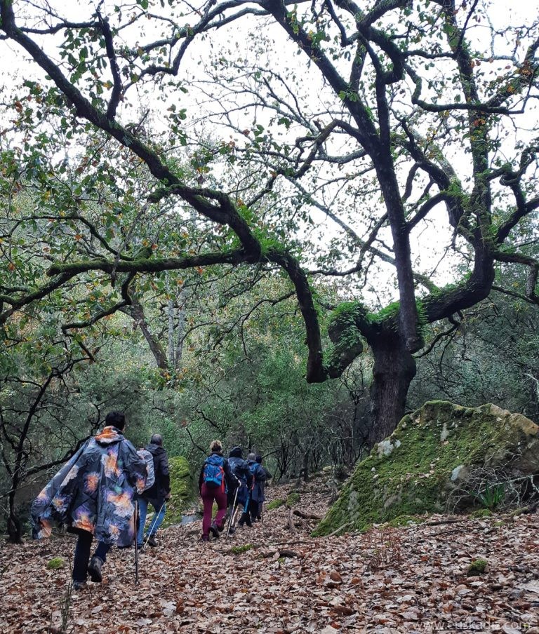 euskadiz's tweet photo. Una auténtica aventura en el corazón del bosque del gaditano P.N. de los Alcornocales, acompañados de la mariposa monarca, y en busca de la cascada sin nombre. Hoy en nuestro blog de Euskádiz.
https://t.co/C5YwtnDTRN https://t.co/6OQk8rQfHt