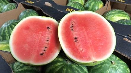 Fanfruit1's tweet photo. Busy today with a fresh delivery of New Season Water Melons. Our Q C department hard at work as ever.
Contact https://t.co/yUuXq6CvJM or the sales team on 041-6851757. https://t.co/4UHp4nQkRm