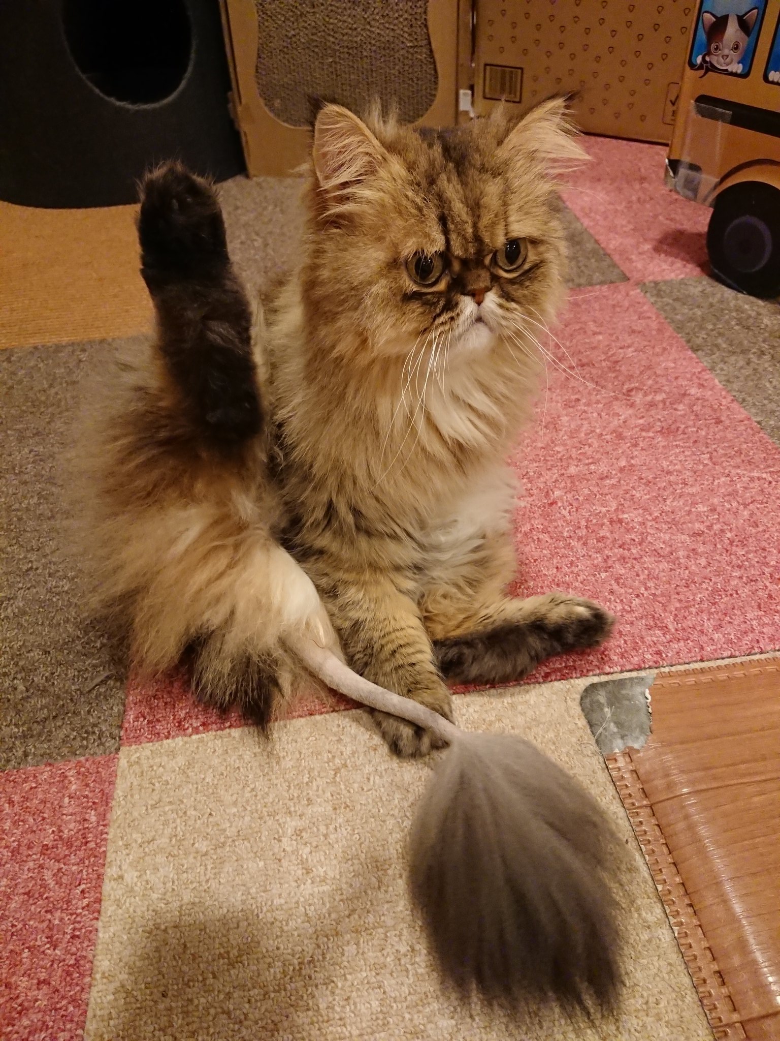 猫まるちゃんぷ みんな健康でいてくれだだよ ぷるぷるのライオンしっぽ復活 猫まるカフェ 猫まるカフェ上野 猫 猫カフェ 上野 沖縄 保護猫 チンチラゴールデン ライオンしっぽ 復活 ぷるぷる 片足あげて どこ見てるのか ねこら
