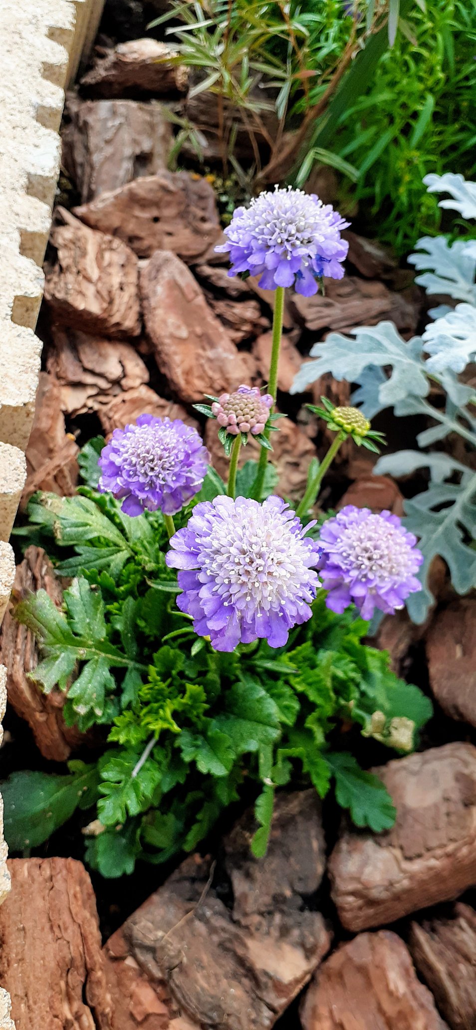 たまごはん 園芸部 花壇 の花たちが一斉に咲き乱れています スカビオサ ナデシコ キンギョソウ 宿根ネメシア ビオラ 庭の花 ガーデニング 写真 Photo T Co Vg0iijtuof Twitter