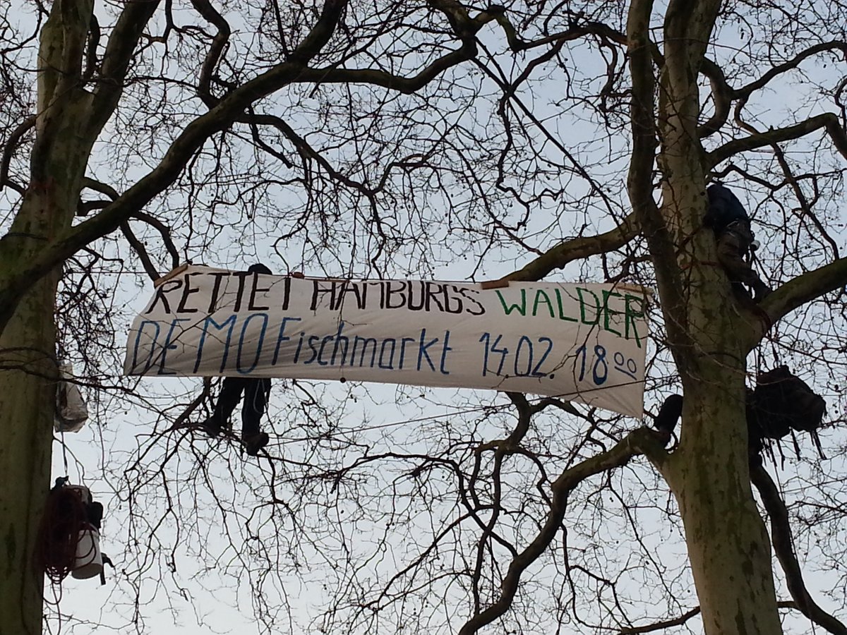 BaumeTanzende's tweet photo. Rettet Hamburgs Wälder... darum haben wir heute diese Bäume in zentraler Lage erklommen!

Und wir werden immer weiter, immer wieder besetzen, bis die Herrschenden aufhören, unser aller Zukunft für kurzfristige Profitinteressen weiter abzuholzen. 

#völlibleibt #alleWälderBleiben https://t.co/S3VwNIwr0u