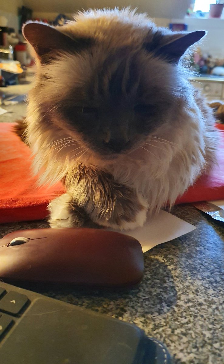 Working at home today in between meetings with by beautiful boy Albert  #CatsOfTwitter #birmancat