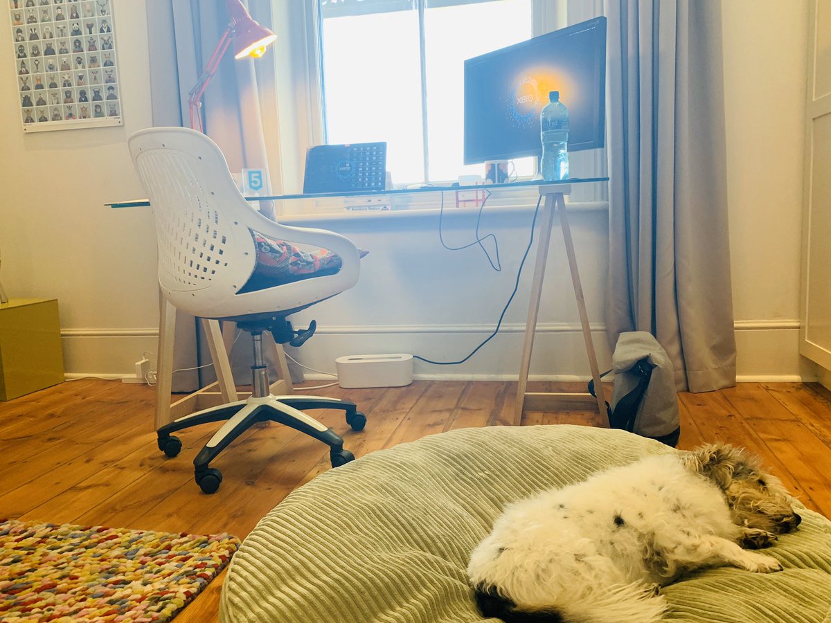 I can’t explain what a calming affect this little one has on me! By my side all day #officedog