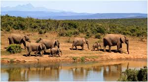 land_rail's tweet photo. Because here at landrail safaris,we take you on an adventure with professional driver guide to create real life beasts of nature in their natural state.we believe in creating memories that stay with you for a lifetime.
Visit our website @https://landrailsafaris.com/ https://t.co/X8JXd7h91y