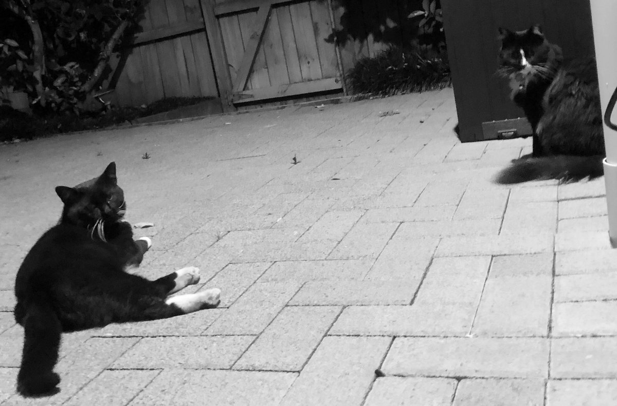 PrincessMiaNZ's tweet photo. In anticipation of Catentine’s Day, Sylvester paid a visit. No Roses but is promising Tuna! 😻😻😻😻 #ValentinesforCats #TunaThursday #TuxieThursday #LoveRulesDogsDrool #BlackAndWhite https://t.co/WSAWLjLsn1