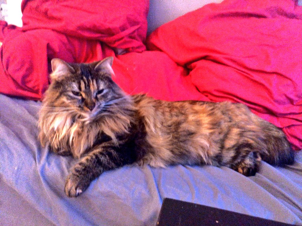 RockyChewbacca's tweet photo. @PountiC Ha oui ici c'est #teamMignon aussi !!! https://t.co/lM3KAFsXXS