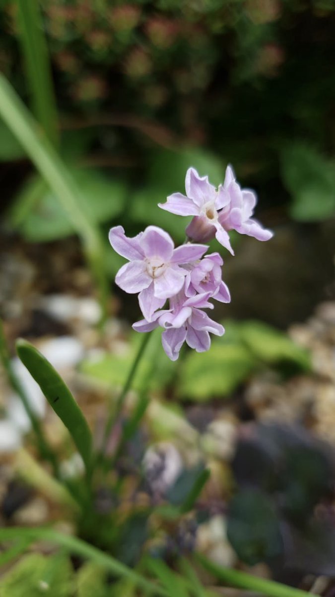 GreatAgapanthus tweet picture