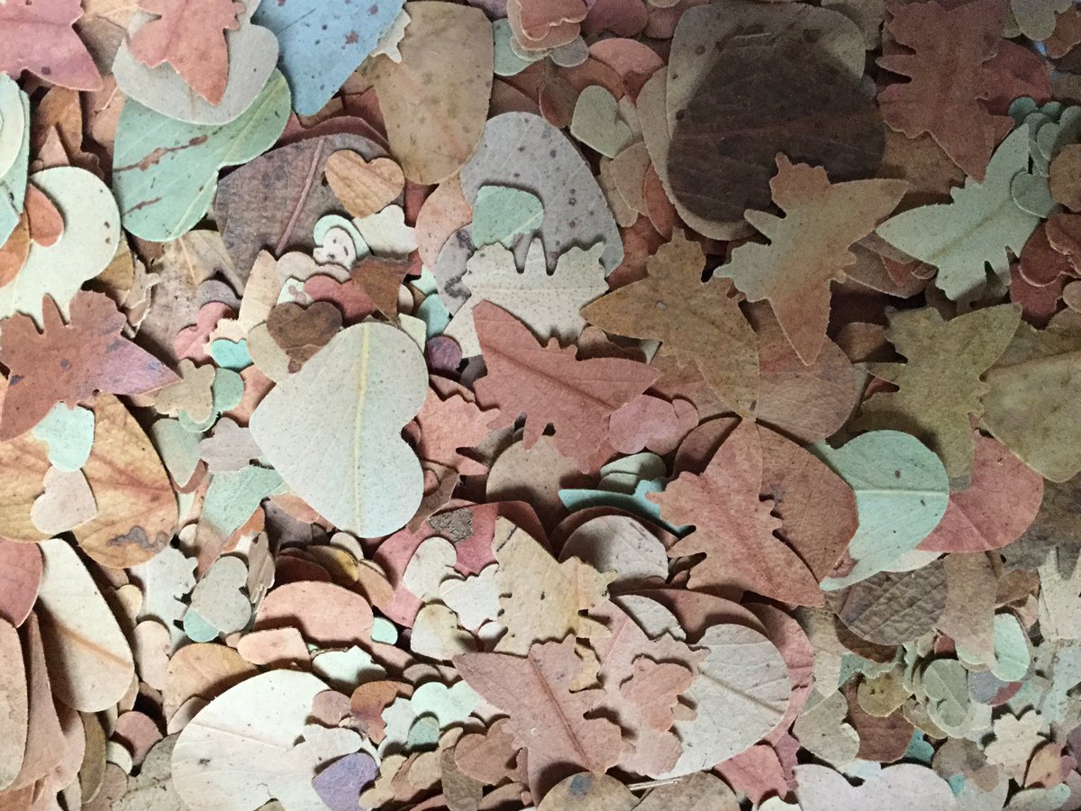 These lovelies are off to enhance the eco friendly nuptials of the beautiful Natalia and Chelsea.  Along with the gum leaf confetti, we are sending them heaps of love and best wishes for an amazing day.👰🏼👰🏼💕  #naturalwedding #gardenwedding #weddingplanner #weddinginspiration