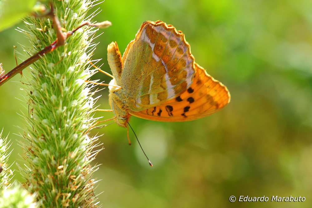 Argynnis paphia is one big butterfly of temperate forests which in Portugal is fairly limited to the northern half, avoiding mediterranean areas. Males patrol glades and hedges looking for flowers to feed on, and females to mate with. #FebruaryButterflyMonth @europebutterfly