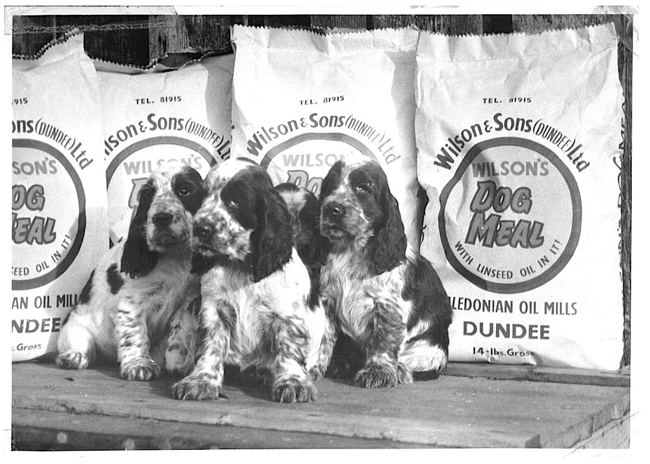 With over 150 years of experience, #WilsonsPetFood is proud to have such a strong #Scottish heritage. 

Read how our company has grown from a humble beginning with father and son Robert and John Wilson...  ow.ly/hJMs50ylhYG
