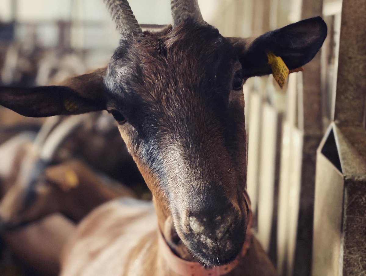 La Mi fent ecografies a les mares de les que seran les nostres cabres! 
🐐😍🐐😍
👩🏻‍⚕️Veterinària
👩🏻‍🌾 Pastora
👩🏻‍🍳 Formatgera
Ella és qui capitaneja aquest projecte.🤘🏼Ja l'anireu coneixent, a ella, a les cabres i a tot l'equip de <a href="/CabresPeyu/">CabresPeyu</a> #formatge #cabres #muntanyola
