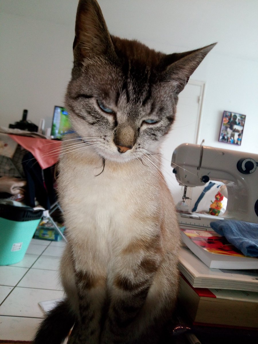 Pinage1's tweet photo. @PountiC que moi aussi jo suis #TeamMignon. et aussi tipeu #TeamKijuge et #TeamCaresseMoiLumain https://t.co/jSDhExourb