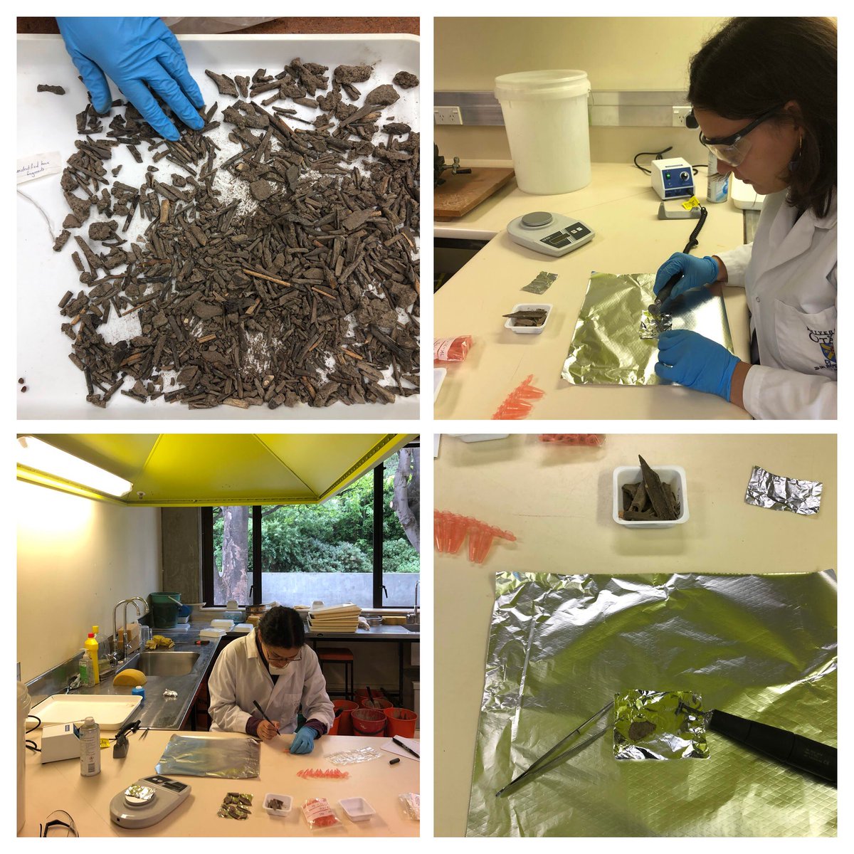 Katerina__Douka's tweet image. So many places remain under-researched when it comes to #humanevolution. Similarly to the African Guinea on the opposite edge of the hominid world, the Pacific #NewGuinea is full of ancestral ghosts. #Finder_project @ERC_Research is sampling @otago University for new clues!