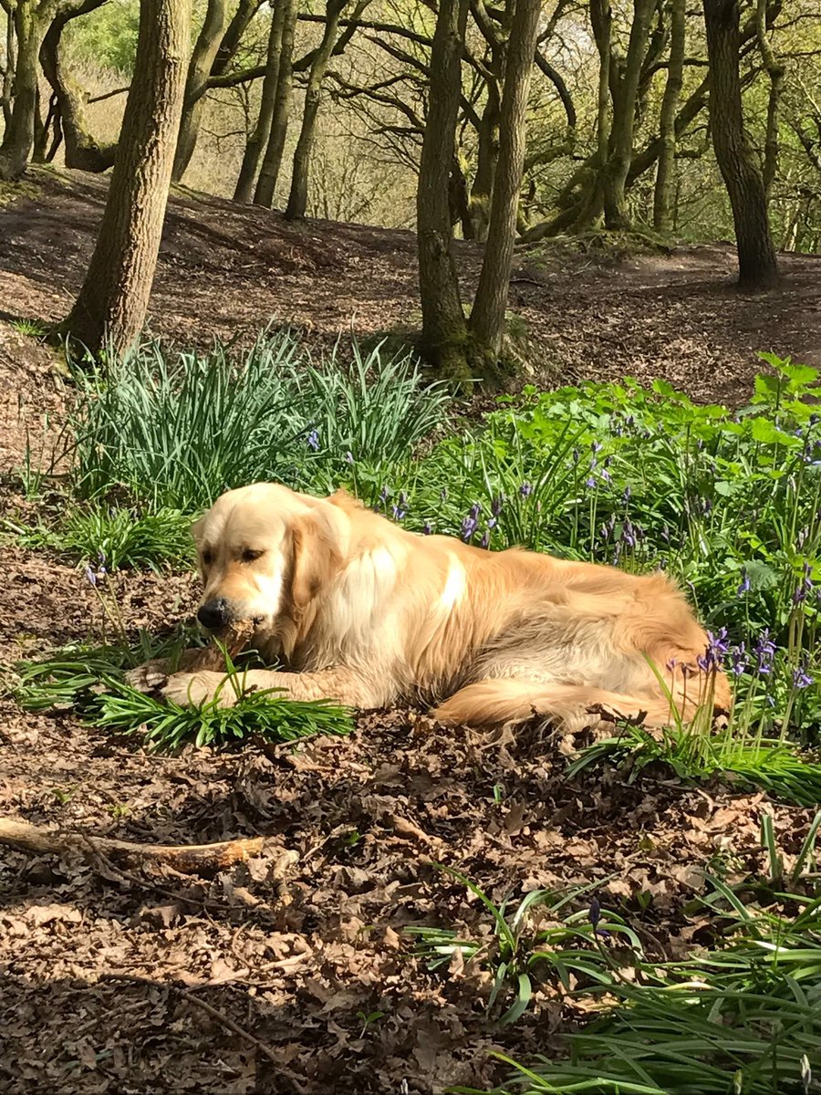 It's my burfday on Saturday and I is 4 🤪, I've got so many new frens (171 *cue celebratory roll*). Can you heps me get to 200. You is the best 😍🐾🐶#GoldenRetrievers #dogsoftwitter #stillapuppy #newfriends #livingmybestlife