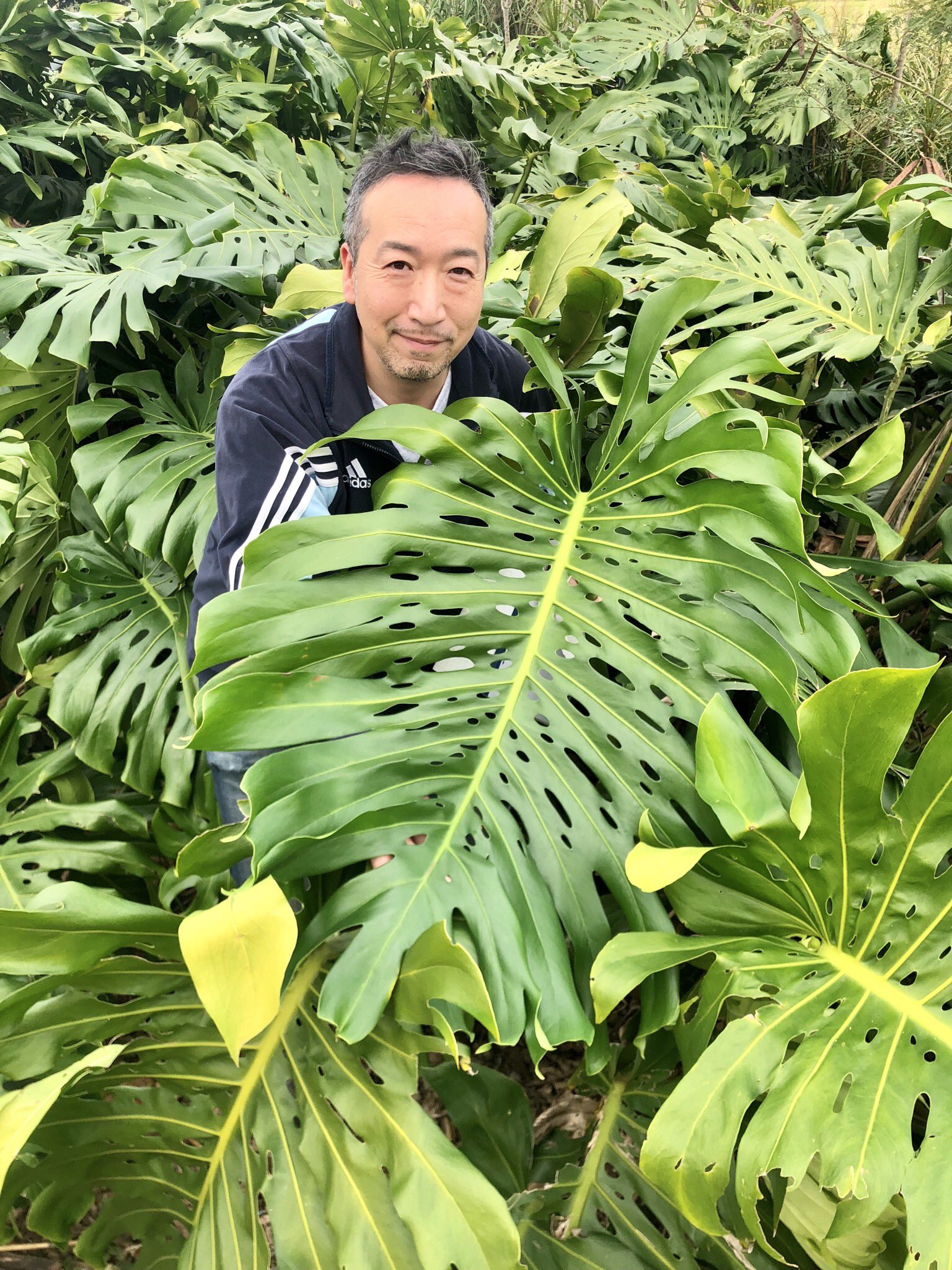 تويتر Eastgarden على تويتر もともと大型になる種類ですが モンステラも地のものはホントに大きいですよーっ モンステラ 大きな葉っぱ 観葉植物 県下最大 観葉植物専門店 観葉植物のある暮らし インテリアグリーンのある暮らし 長野県 松本市