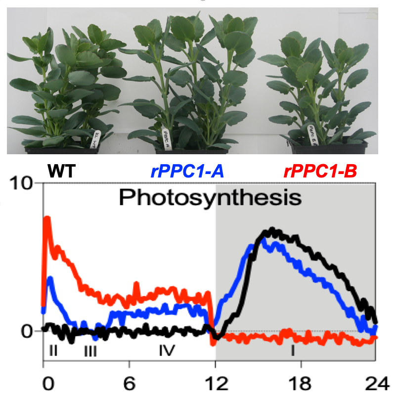 hartwell_james's tweet photo. Now online in preview @ThePlantCell - this one has been ten years in the making - detailed phenotypic characterisation of the consequences of silencing PHOSPHOENOLPYRUVATE CARBOXYLASE1 in the obligate Madagascan CAM species Kalanchoë laxiflora @livuniIIB  https://t.co/Ow9aOsA8fU https://t.co/uWrW7Id3R3