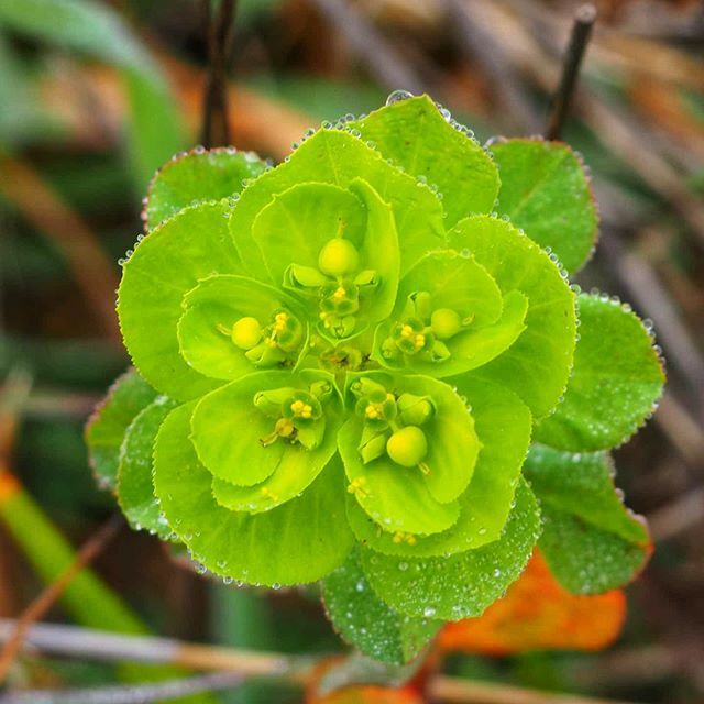 fjrubiales's tweet photo. 💚
.
.
#macro #drops #macrophotography #капли #waterdrops #drops_creative #raindrops #drop #drops_perfection #macro_perfection #outdoors #insect #hiking #macro_captures #naturelover #water #instanature #macroworld_tr #closeup #macroclique #macro_visio… https://t.co/XuYdMynyFS https://t.co/qzUEgVPtQ4