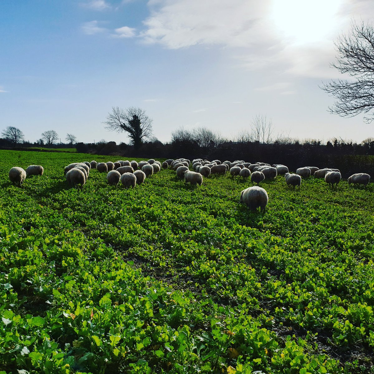 MauriceDeasy's tweet photo. Sheep out to graze some cover crops post storm Ciara.. much better sight than last few days!! #keepsoilcovered #livingroots #kale #soil #sheep https://t.co/lV1q5PQPeE