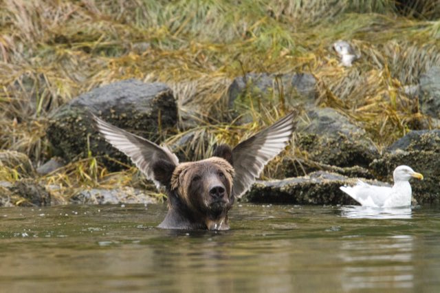 ComedyWildlife's tweet photo. The competition is OPEN! Be inspired by previous entries and get featured!! #cwpa2020 #comedywildlife @affinitybyserif @JohnAtkinPR @Seriancamp @thinkTANKphoto @aiwebsites @SullamPhoto @katehumble @safarisnapper https://t.co/9FXGr4oTvc