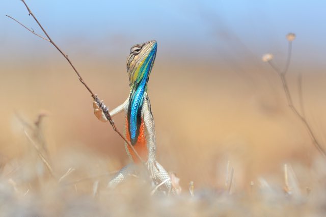 ComedyWildlife's tweet photo. The competition is OPEN! Be inspired by previous entries and get featured!! #cwpa2020 #comedywildlife @affinitybyserif @JohnAtkinPR @Seriancamp @thinkTANKphoto @aiwebsites @SullamPhoto @katehumble @safarisnapper https://t.co/9FXGr4oTvc