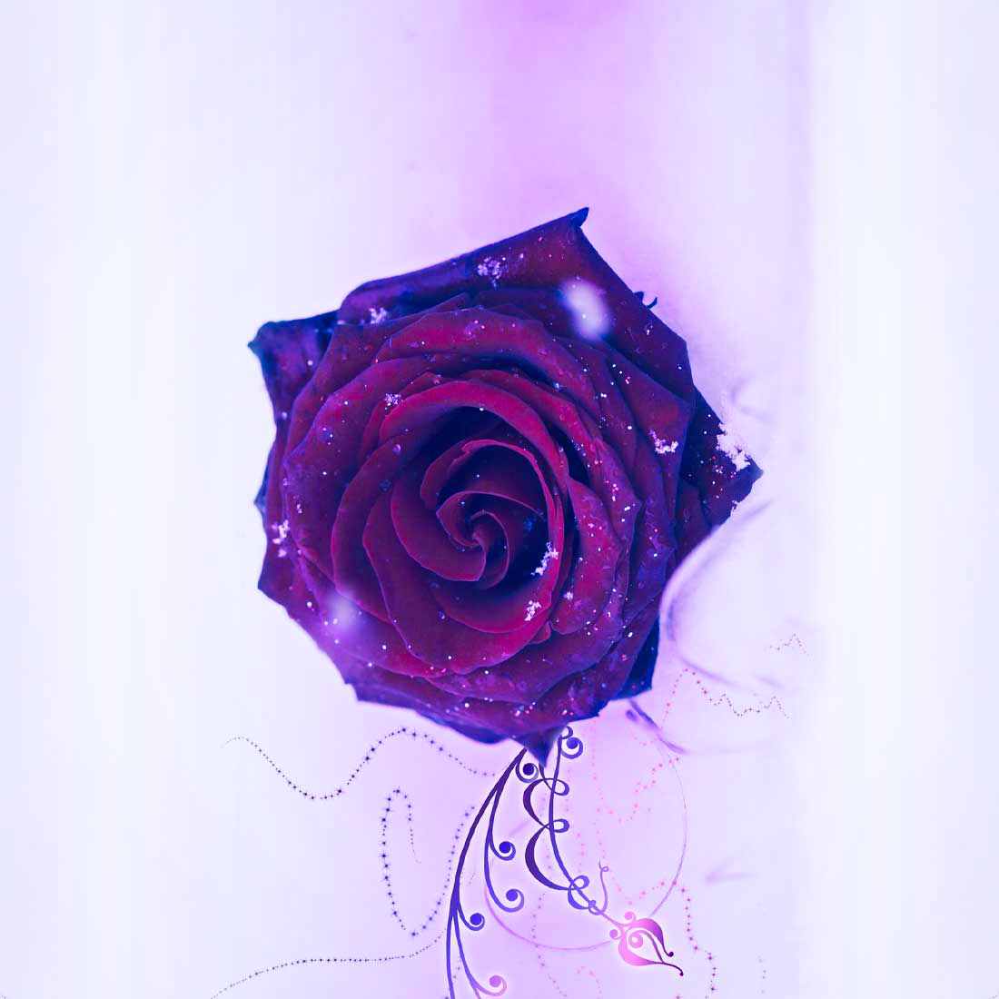 JonnyAdams855's tweet photo. https://t.co/OzDFkCK8ta ◀️ Install 3D Rose Live Wallpaper app here!

🌹 If you need a perfect gift for Valentines`s Day, send these rose wallpapers made for all occasions!
🌹 Pick your favorite rose image and make someone's day! https://t.co/9wBJoJsyQo