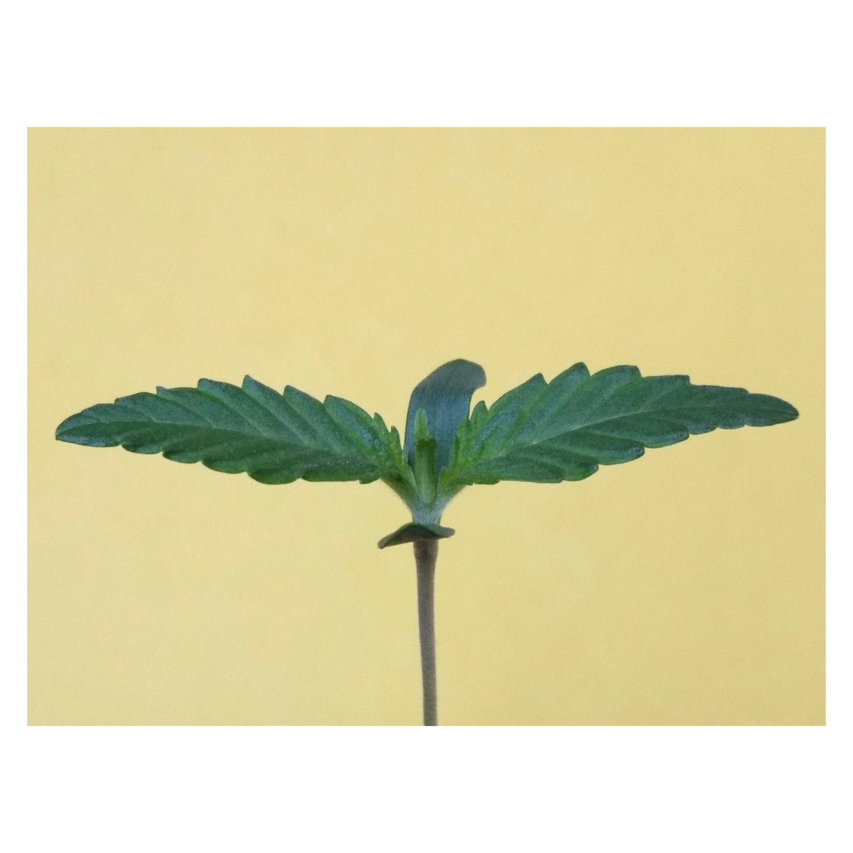 HCannabicas's tweet photo. 🌱💨 #GreenPoisonXLAuto de @sweetseeds_es , #rootstimulator y #FunkyFungi de @BacOnlineSpain
Saludos,

#autocultivo #despenalización #orgánico #bacnutrients https://t.co/2563HcEE48
