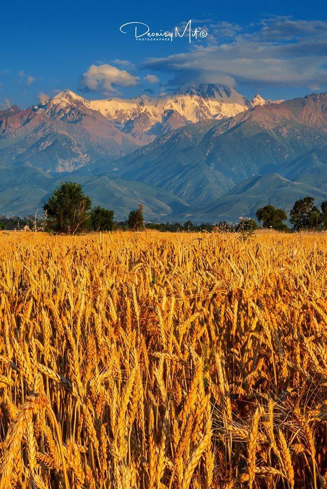 KZEmbassyTR's tweet photo. Dünyanın önde gelen buğday ihracatçılarından - Kazakistan
Zhetisu, Almaty Eyaleti, Kazakistan
#TravelToKazakhstan #VisitKz #Kazakistan #NurSultan #Altın #investinkz #KzEmbassyTr #Buğday #İhracat
Fotoğrafçı: Деонисий Мить (Deonisy Mit) https://t.co/r2wqZf3udZ