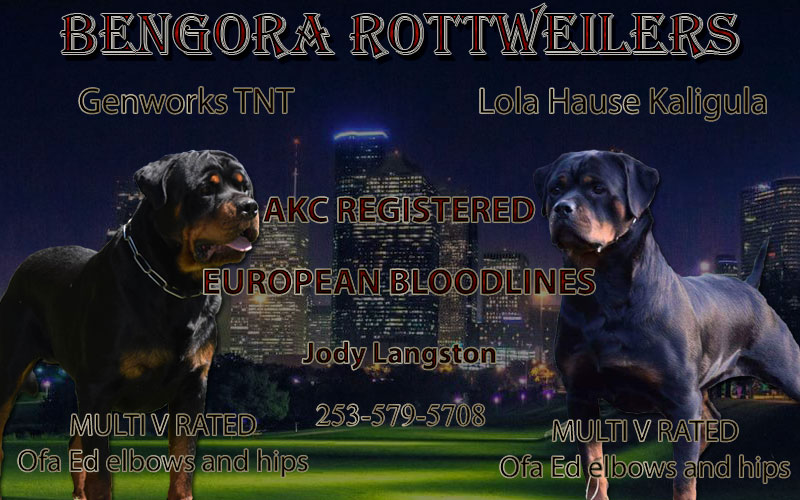 rottpups's tweet image. Are you looking for a #rottweiler ? Bengora Rottweilers just had 2 litters. Contact them for details. #rottweilers