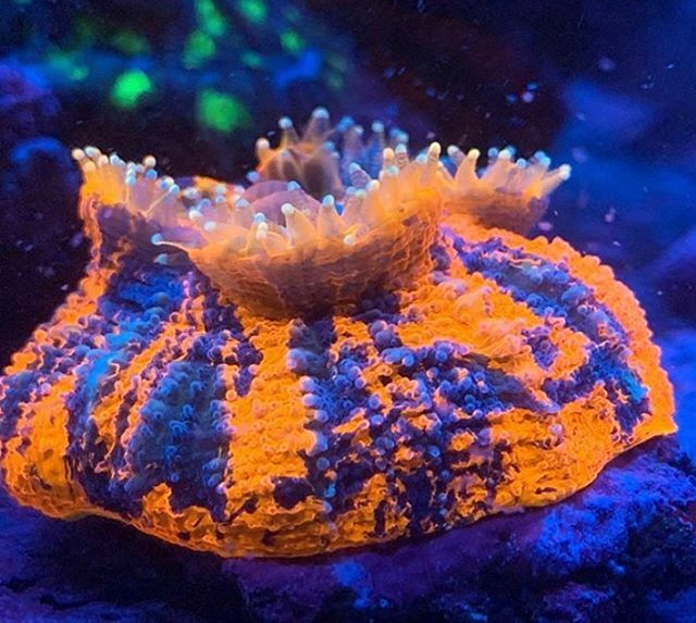 PolypLab's tweet photo. Open wide 🥄 @vicecityreef Reef-Roids #polyplab .
.
.
.
.
.
.

#coral #reeftank #coralreeftank #reefpack #reefing #reef2reef #reef #coralfood #reeffood #aquarium #reefaquarium #corals #reefroids #allmymoneygoestocorals https://t.co/yRsw5h2Uwm https://t.co/0t6QkfIa1S