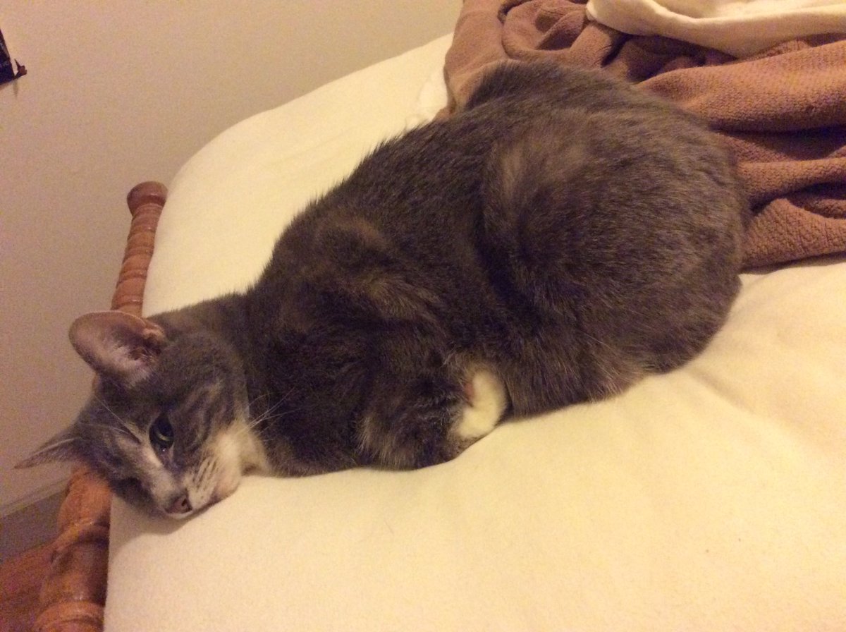 KittyKatterman's tweet photo. If you’re not forlorn, you’re not paying attention. 

#mood #CatsOfTwitter https://t.co/OW0w4tcvqn
