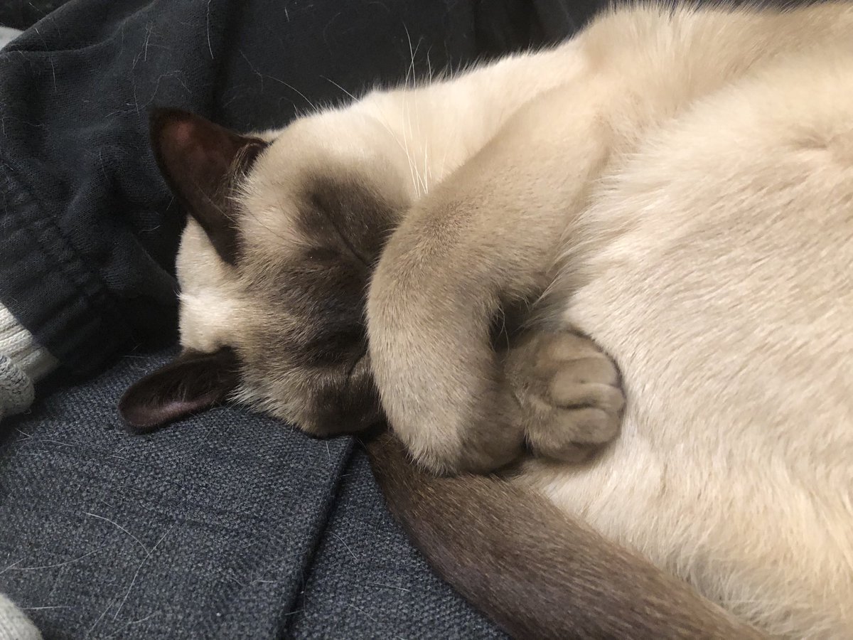 縹けいか 顔隠し猫