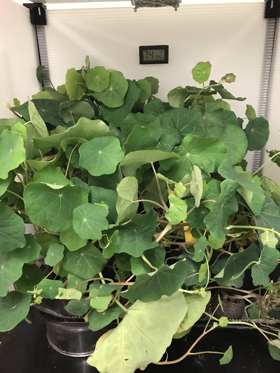 killianfc's tweet photo. @killianfc @FairchdChallnge @GrowBeyondEarth reduced blue light to see if we get flowers 💐 https://t.co/iLB33wDJVa