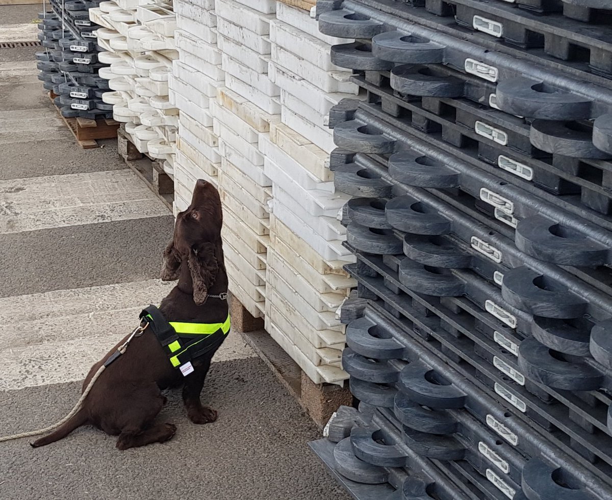 Event Plant Logistics (@event_plant) on Twitter photo Offering specialist search dogs for events, festivals and construction projects, drug detection, firearms detection and explosive detection dogs contact info@eventplantlogistics.com Offering specialist search dogs for events, festivals and construction projects, drug detection, firearms detection and explosive detection dogs contact info@eventplantlogistics.com