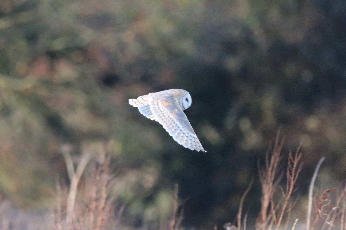 Barn Owl Trust Barnowltrust Twitter
