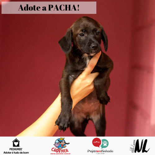 caoviverbh's tweet photo. PACHA – ELA É APENAS UMA BEBEZINHA...
Contagem/MG
.
Idade aproximada: 2 meses
Porte: médio
Comportamento: filhotinha
.
PARA ADOTAR/ RESERVAR UM PELUDO CÃO VIVER, VOCÊ PRECISA:.
https://t.co/1efgqeyBBb https://t.co/9a41oQPDmY