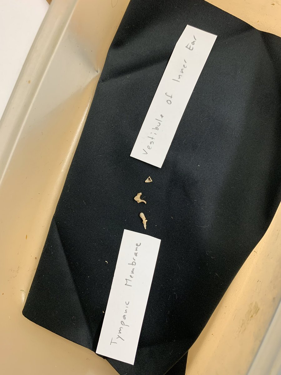 mpascoe's tweet image. Good morning #APTACSM attendees! So excited to catch up with you and hear what awesome things you’re up to! 💀 👂 

But first, 2 hr of anatomy lab with the PA students of @CUAnschutz - covering anatomy of the ear &amp;amp; neck!

#CSM2020 #PTEducator #AnatEdu