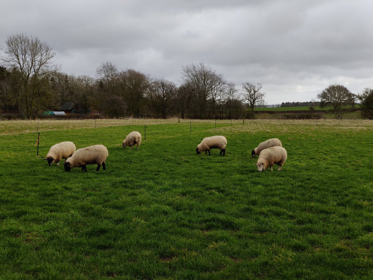 Fresh grass for the sheep today. With the mild winter we've had so far there's been a fair bit of growth in the last few weeks.